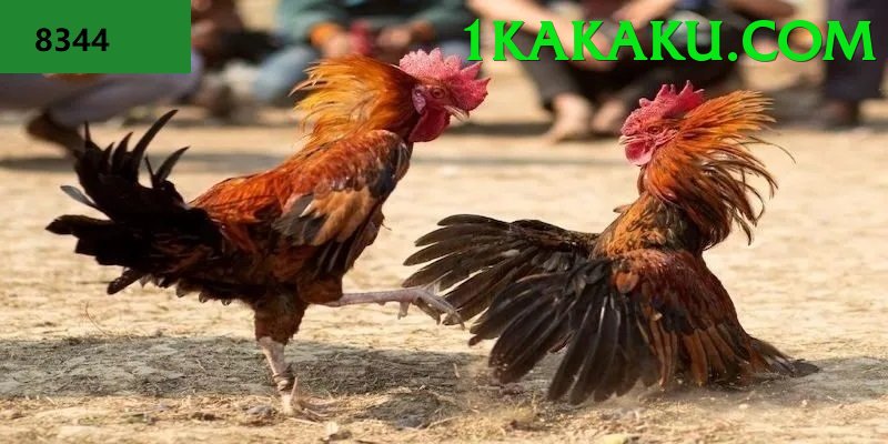 Đá Gà Trực Tiếp - winmi